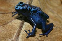 A Blue Dart Poison Frog.