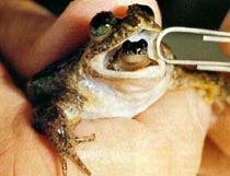 Some parent frogs protect  unhatched eggs by storing them in the stomach.