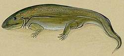 Ichthyostega, prehistoric predecessor to the modern frog, lived 370 million years ago during the Devonian Period.
