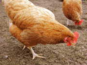 Millions of domestic poultry have died due to the avian influenza strain called H5N1.