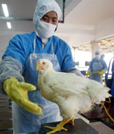 Since its deadly rise in 1997, health officials have been struggling to understand and find effective vaccines for H5N1.