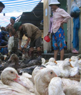 Most Asian cultures are directly tied to the lives of chickens and ducks.