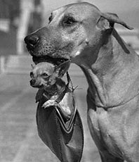 The giant Great Dane and toy-like Chihuahua belong to the same species.
