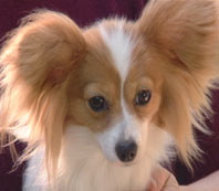 The Papillion was bred as a amiable companion.