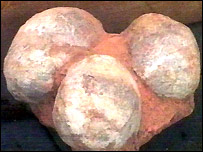 Fossilized dinosaur eggs are worth thousands of dollars.