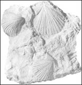 Fossil scallops of Cretaceous age from north-central Texas.